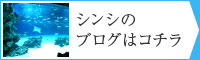 シンシのブログはコチラ