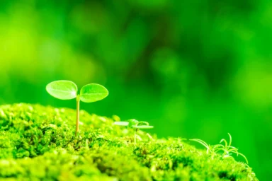 サスティナビリティ